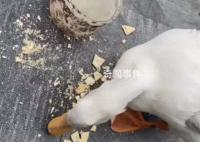 男子抓柯爾鴨當(dāng)肉鴨吃賠了8千元 是只價值不菲的寵物