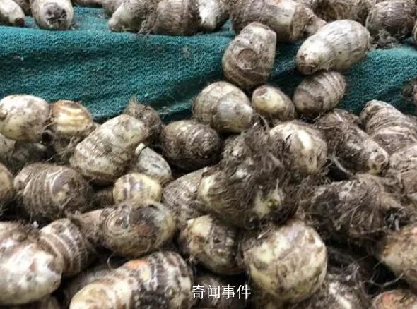 小偷1夜挖700斤芋頭被抓 農(nóng)戶笑了