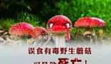 野蘑菇中毒多久有反應(yīng) 具體發(fā)作時(shí)間與蘑菇毒性程度有關(guān)