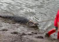 廣東鱷魚暴雨中出逃已抓回36條 目前暫未出現(xiàn)鱷魚傷人事件