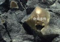 美國科學家在海底發(fā)現(xiàn)神秘金蛋 疑為未知生物所產(chǎn)