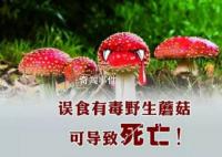 野蘑菇中毒多久有反應 具體發(fā)作時間與蘑菇毒性程度有關