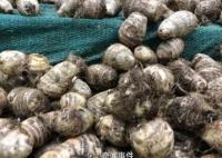 小偷1夜挖700斤芋頭被抓 農(nóng)戶笑了