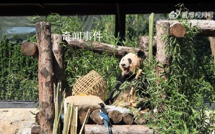 丫丫也養鳥了 這是丫寶養的小寵物嘛