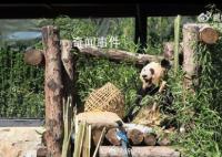 丫丫也養鳥了 這是丫寶養的小寵物嘛