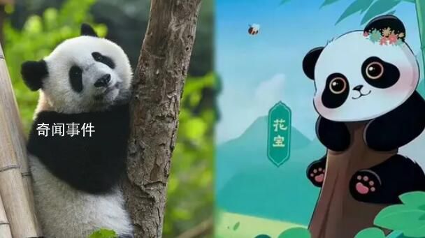 蜂花終身認(rèn)養(yǎng)了一只大熊貓 名叫花寶