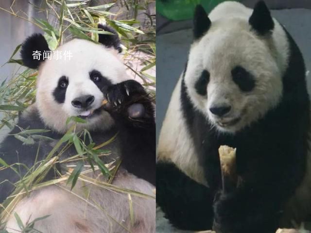 大熊貓“公主”和“融融”已離世