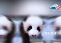 對愛寶的雙胞胎幼崽毫無抵抗力 實(shí)在是太可愛了