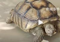 群眾撿66斤“大寶貝”交給派出所 已送往襄陽市陸生野生動物收容救護中心進行救護