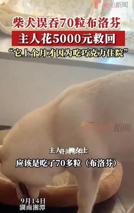 柴犬誤食70粒布洛芬主人花5千救回 好在之前催吐及時