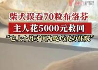 柴犬誤食70粒布洛芬主人花5千救回 好在之前催吐及時