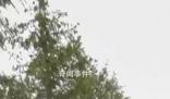卡德羅夫健康狀況惡化?克宮回應(yīng)