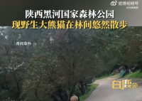 野生大熊貓被偶遇 下一秒拔腿就跑