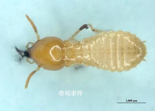 南京海關截獲白蟻近3000只 城市建筑頭號敵人