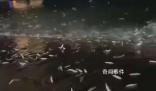 廣東大量魚躍出海面跳上岸 官方回應(yīng)