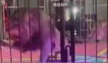 黑龍江一馬戲團獅子突然撕咬員工 看著都心驚膽顫