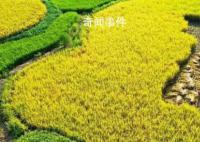 秋游鄉村賞“豐”景 節慶活動新亮點