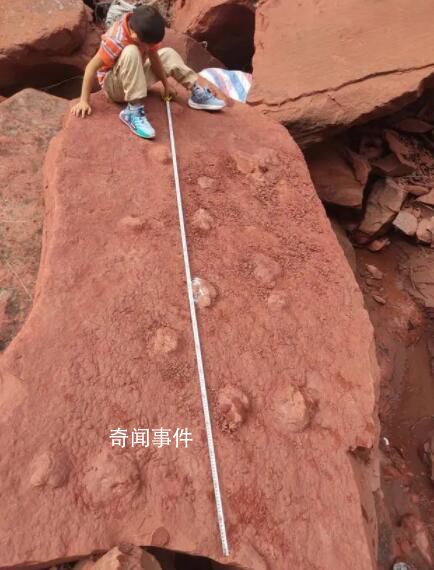 男孩河床邊玩耍發(fā)現(xiàn)恐龍腳印 專家：其中一組蜥腳類恐龍幻跡現(xiàn)世罕見