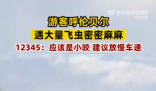 呼倫貝爾一地現大量飛蟲 一般對身體沒有害處