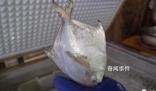 漁民放生300斤海龜收獲3000斤鯧魚 總計達到3000斤令人震驚