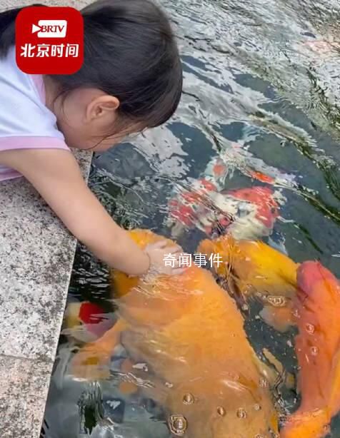 小女孩用小月餅喂50斤胖錦鯉 真相公開后震驚了不少網(wǎng)友