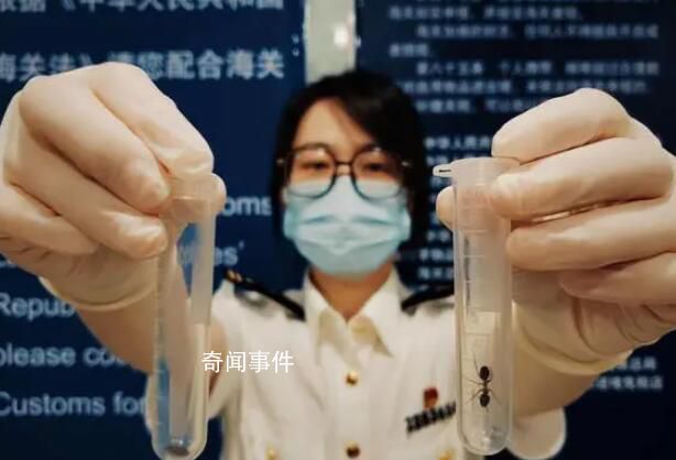 女子水果里藏49只昆蟲入境被查 已按規定被依法銷毀