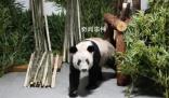 旅美大熊貓或?qū)⑷糠祷刂袊?曾在美國50多年