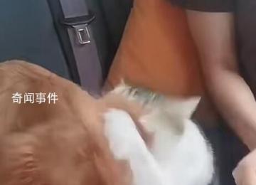 小狗返鄉途中暈車還被貓打了一巴掌 收到超3萬個點贊超4萬轉發