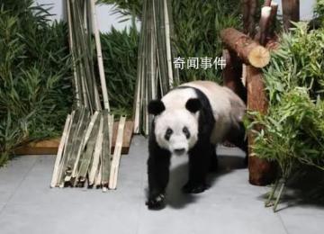 旅美大熊貓或將全部返回中國 曾在美國50多年