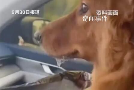 堵在路上狗子暈車(chē)暈到懷疑人生 各種擁堵不但讓人無(wú)法忍受