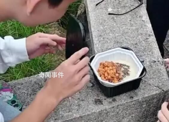 黃山游客被大學生志愿者熱情投喂 網(wǎng)友紛紛給小伙點贊
