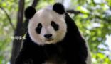 天津動物園10月10日起暫閉熊貓館 兩只大熊貓暫停對外展出