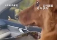 堵在路上狗子暈車(chē)暈到懷疑人生 各種擁堵不但讓人無(wú)法忍受