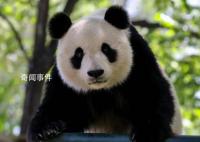 天津動物園10月10日起暫閉熊貓館 兩只大熊貓暫停對外展出