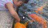 5歲女孩池邊喂50斤胖錦鯉 邊喂邊摸頭十分溫馨