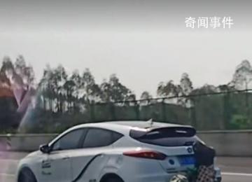 返程的后備箱:有人把雞鴨掛車上