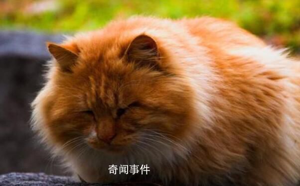 雞鳴寺橘貓成國慶頂流 別摸了貓貓我要禿頭啦
