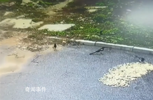 男子曬花生10分鐘被鳥吃光 這堆花生就被喜鵲偷光