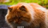 雞鳴寺橘貓成國慶頂流 別摸了貓貓我要禿頭啦