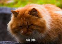 雞鳴寺橘貓成國慶頂流 別摸了貓貓我要禿頭啦