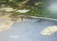 男子曬花生10分鐘被鳥吃光 這堆花生就被喜鵲偷光