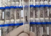 海關截獲1.3萬余只德州芭切葉蟻 在我國未發生報道屬外來物種