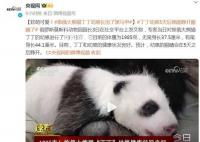 旅俄大熊貓丁丁幼崽長出了黑馬甲 目前的體重為1985克