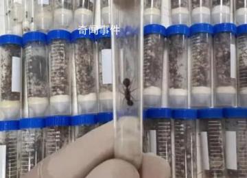 海關截獲1.3萬余只德州芭切葉蟻 在我國未發生報道屬外來物種