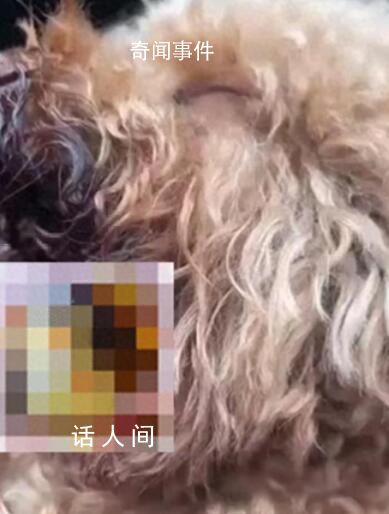 11歲女孩將狗偷走掰斷其牙齒舌頭 可能沒法自主進食