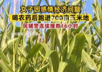 女子因感情問(wèn)題喝農(nóng)藥后跑進(jìn)玉米地 民警搜救16小時(shí)