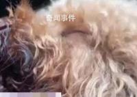 11歲女孩將狗偷走掰斷其牙齒舌頭 可能沒(méi)法自主進(jìn)食