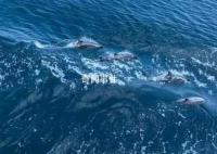 海警巡邏偶遇海豚好壯觀 畫面太治愈了