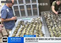 近千只鳥集體撞向一棟大樓后死亡 其建筑外墻大部分被玻璃覆蓋