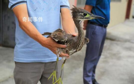 廣西驚現稀有鳥類海南虎斑鳽 全身無明顯外傷